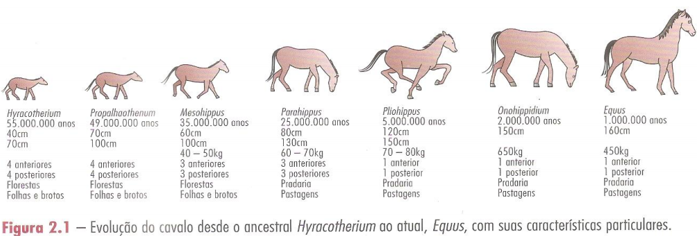 evolução do cavalo