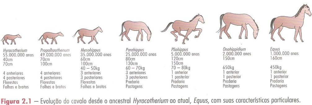 Exame Odontológico em Cavalos: 7 passos essenciais para o diagnóstico