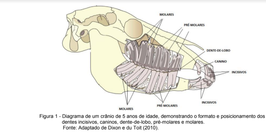 diagrama de odontologia equina