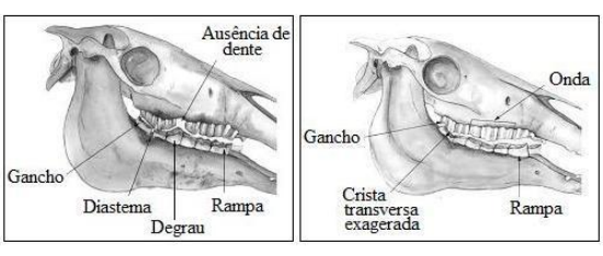 alterações odontologia equina