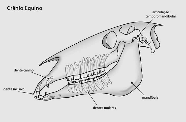 crânio de um equino