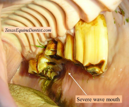 ondas odontologia equina