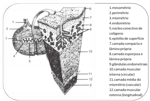 Citologia uterina anatomia