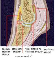 anatomia da articulação