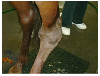 Inflamação na artrite infecciosa equina