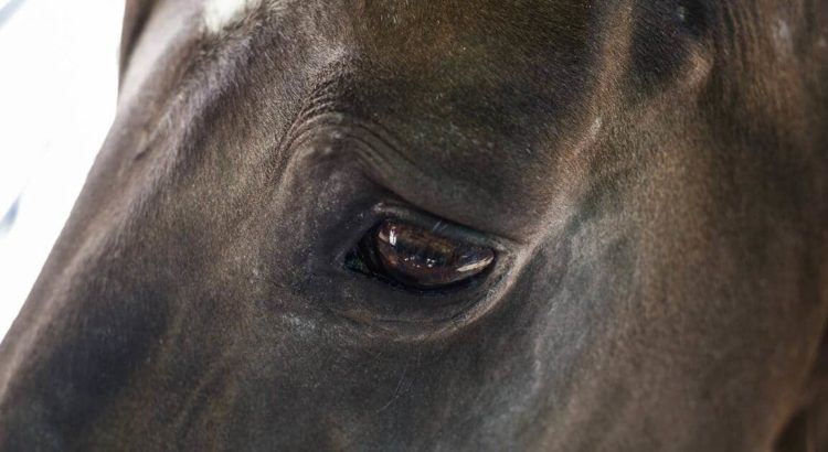 Como entender os sinais e o comportamento dos cavalos - Total Química