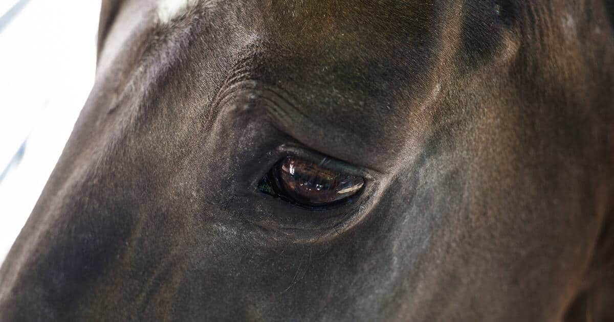 Como entender os sinais e o comportamento dos cavalos