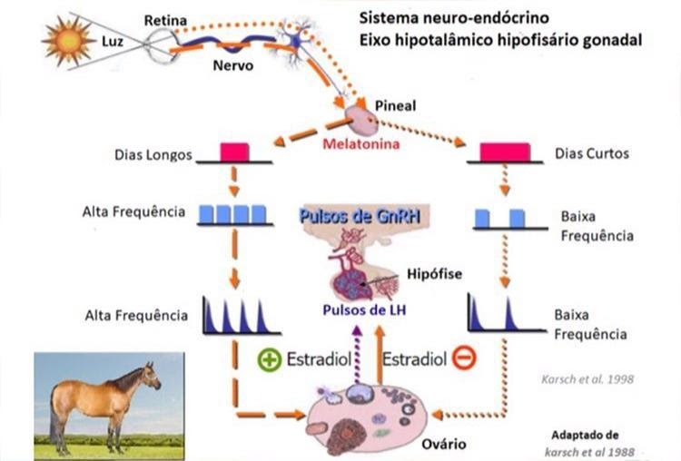 veterinaria - Fisiologia da Reprodução