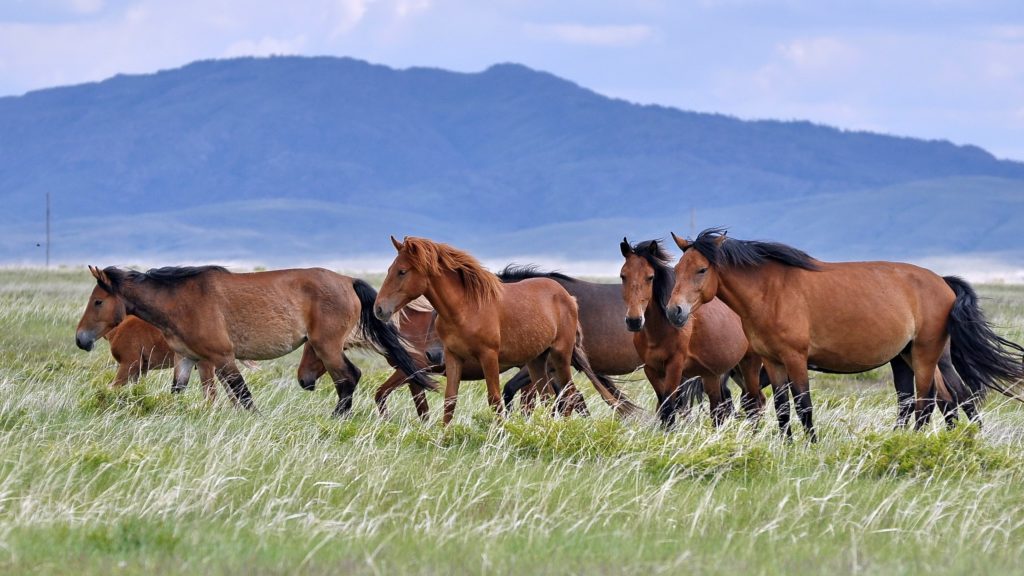 cavalos livres na natureza