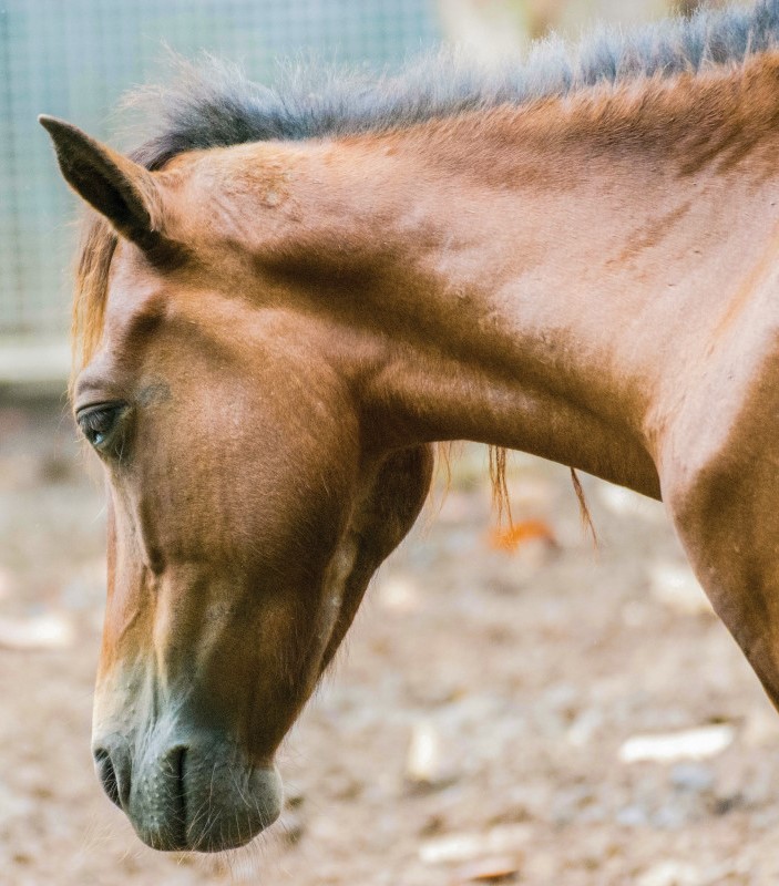 Como entender os sinais e o comportamento dos cavalos