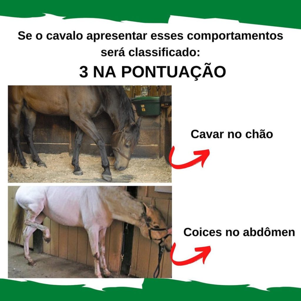 Como entender os sinais e o comportamento dos cavalos