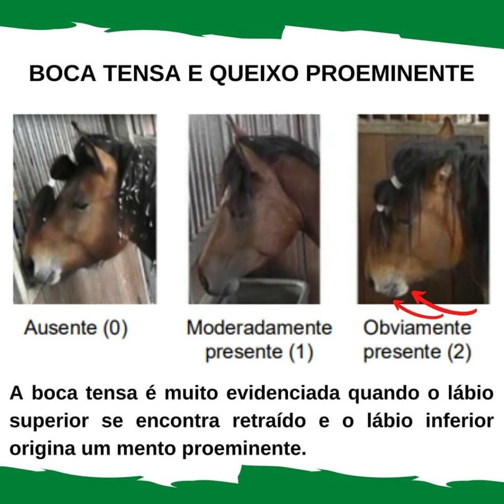 escala da dor em cavalos