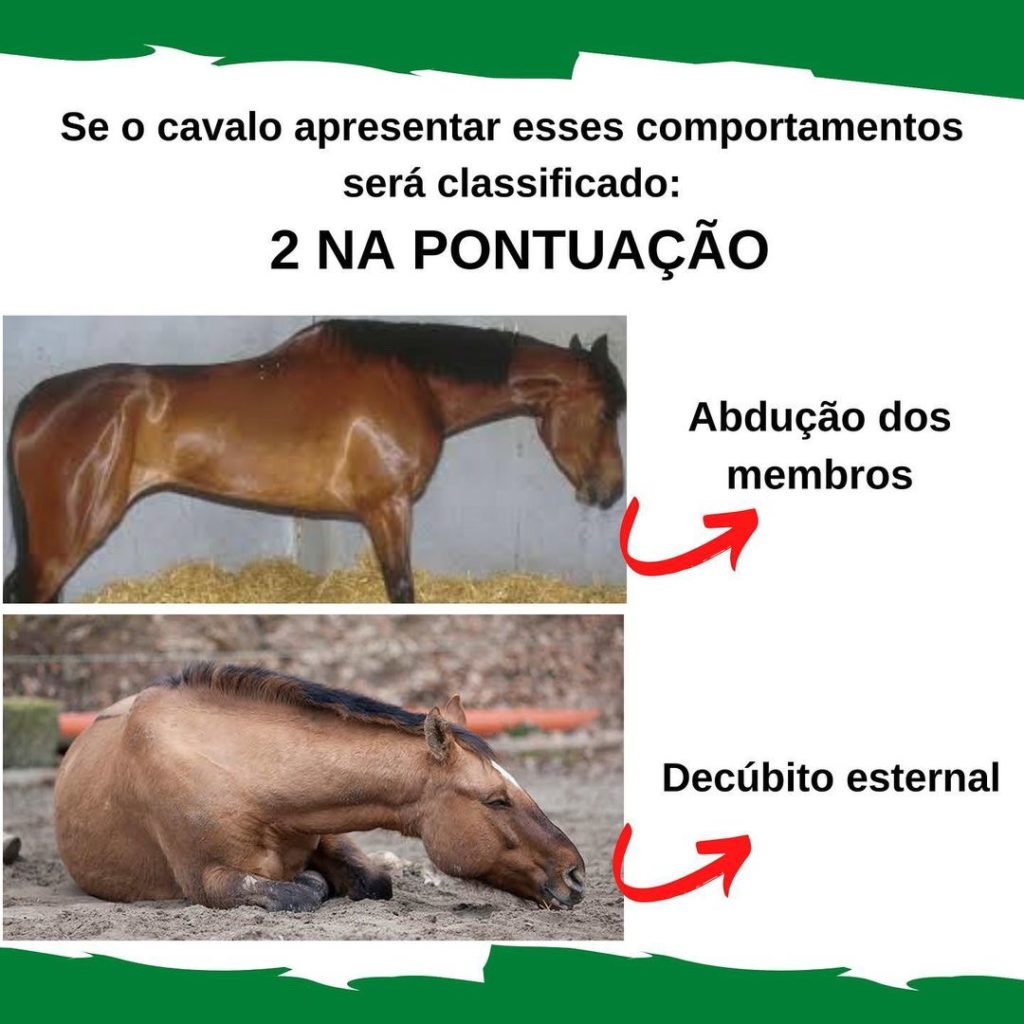 Como entender os sinais e o comportamento dos cavalos - Total Química