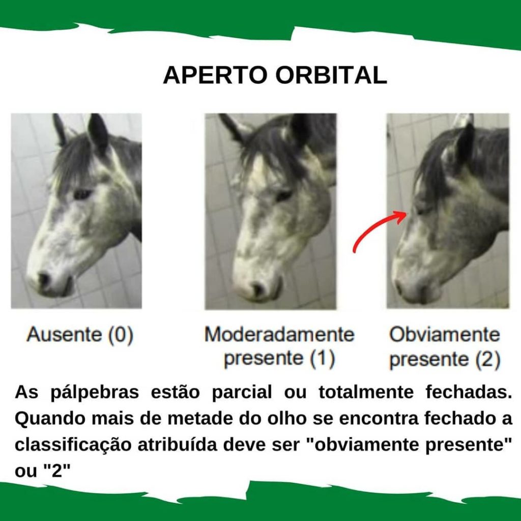 Formas de expressão e sinais da comunicação dos cavalos