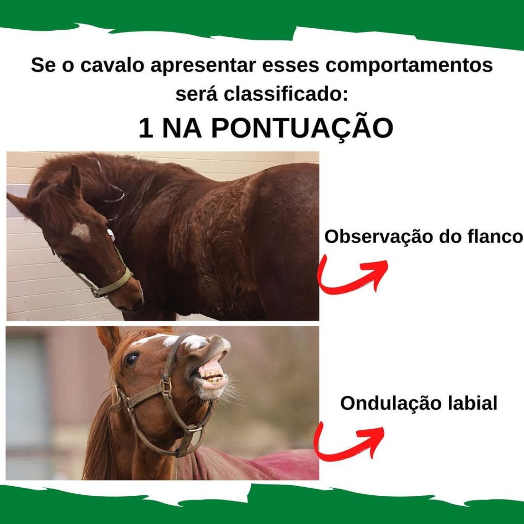 Formas de expressão e sinais da comunicação dos cavalos