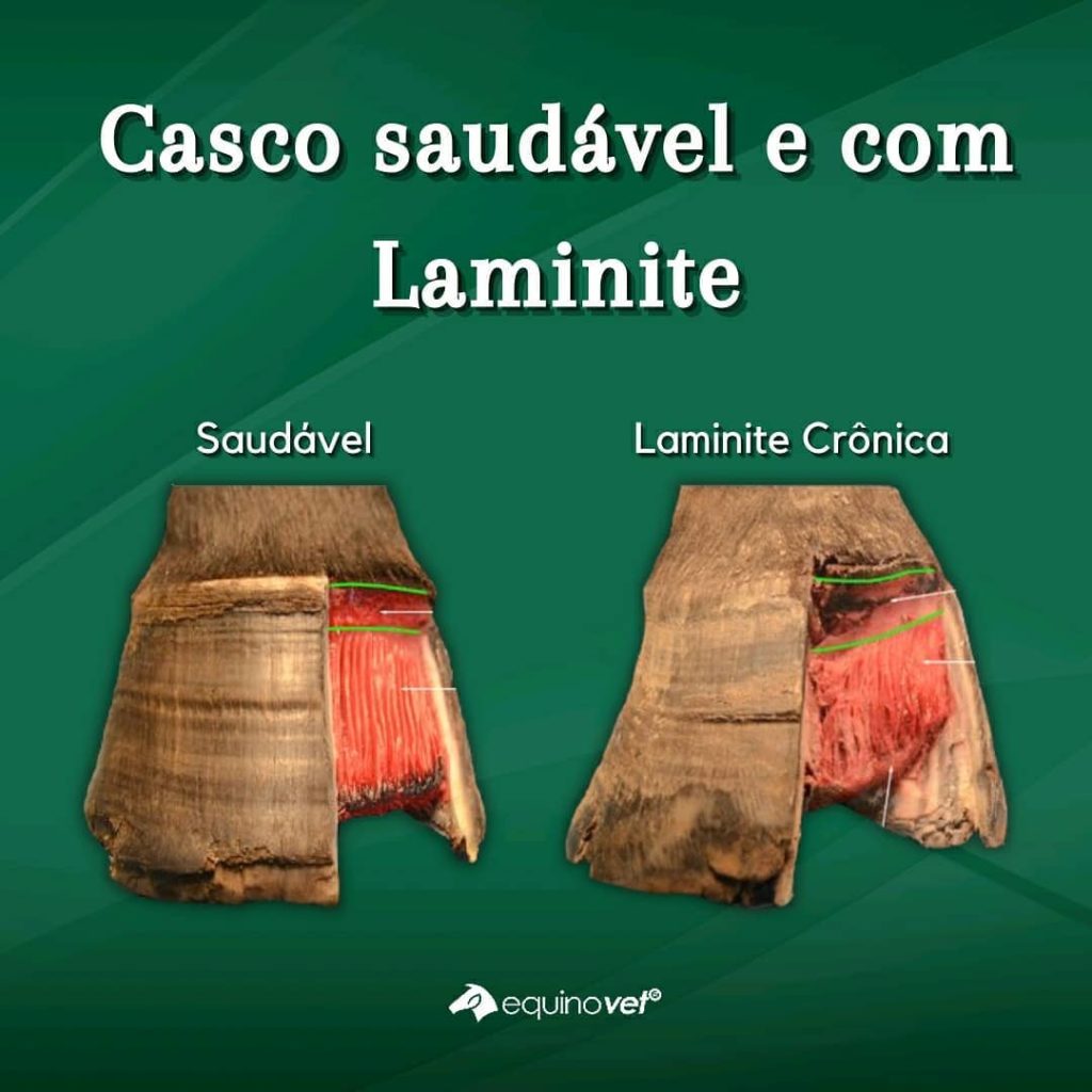 laminite em equinos