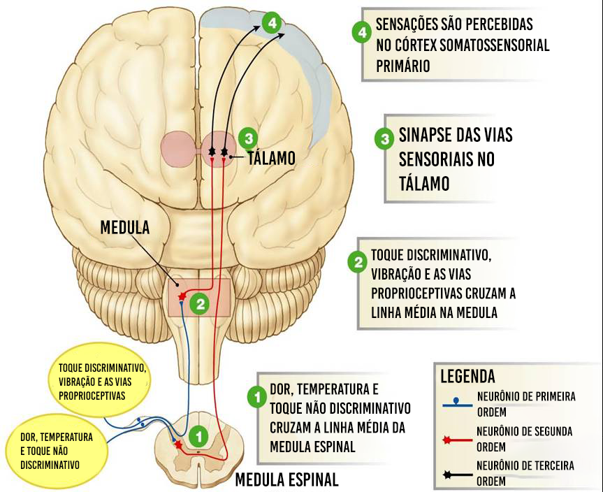 neurônios na dor em equinos