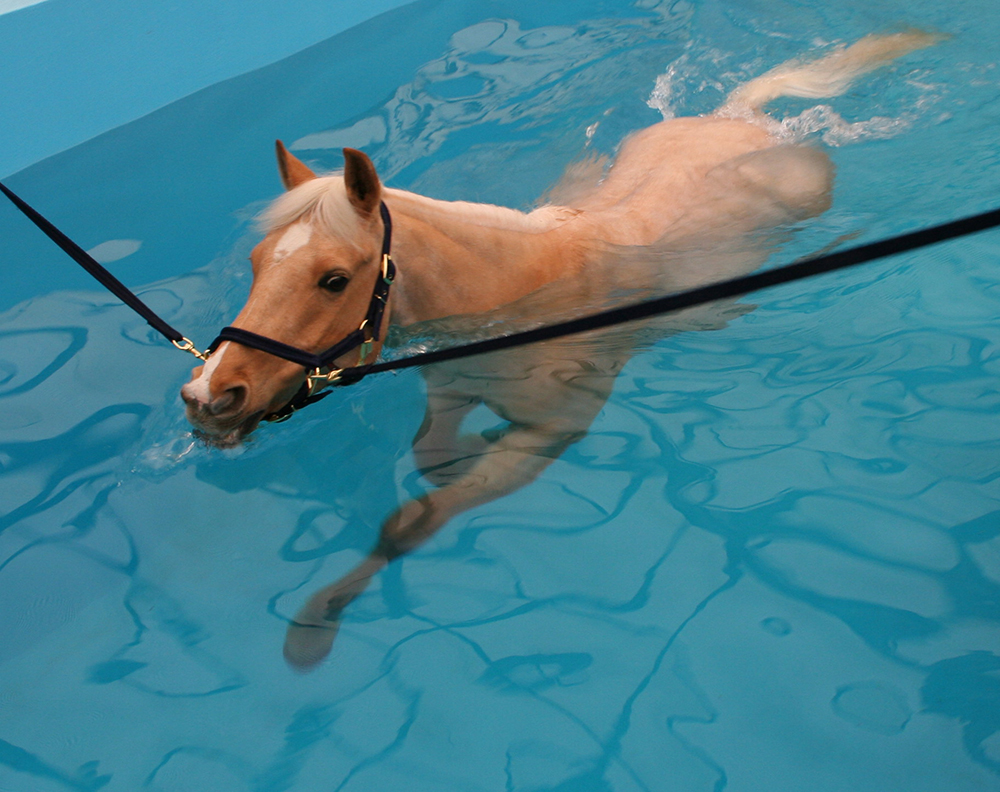 hidroterapia equins