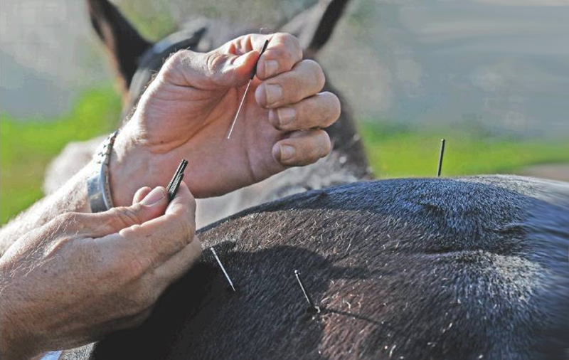acupuntura cavalo