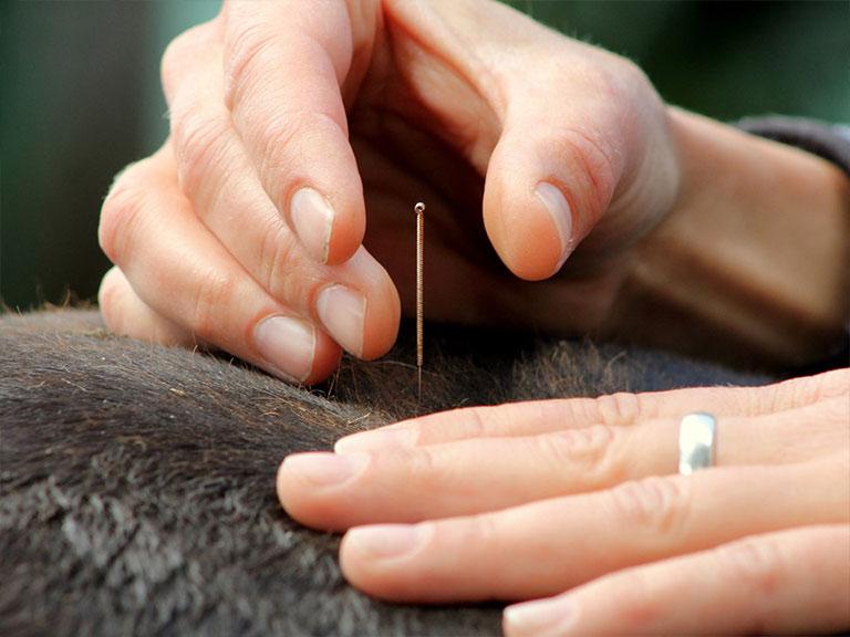 acupuntura cavalos