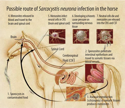 rota da Mieloencefalite Protozoária Equina