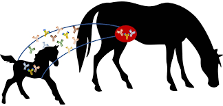 Transferência passiva de imunidade em equinos