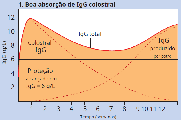 Avaliação de IgG em potros