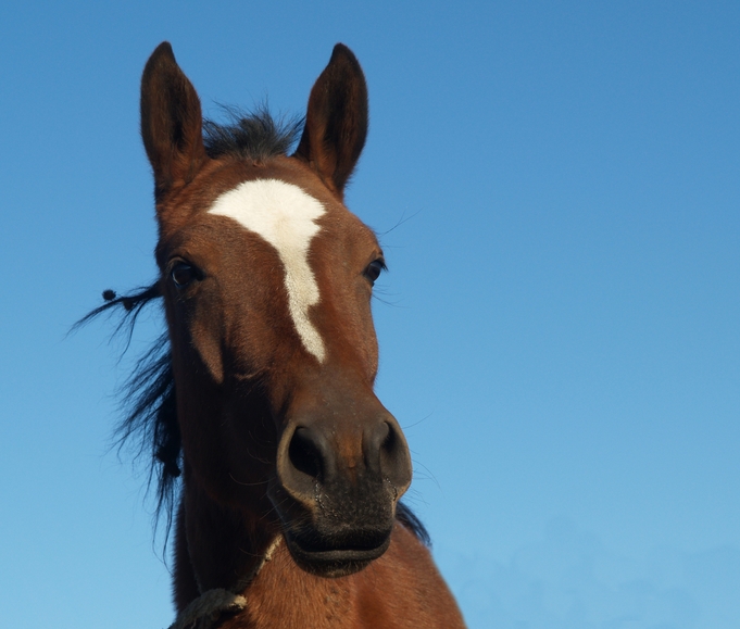 Como entender os sinais e o comportamento dos cavalos