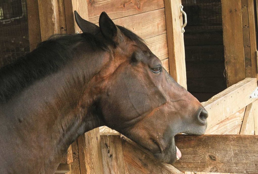 horse cribbing in stall 1