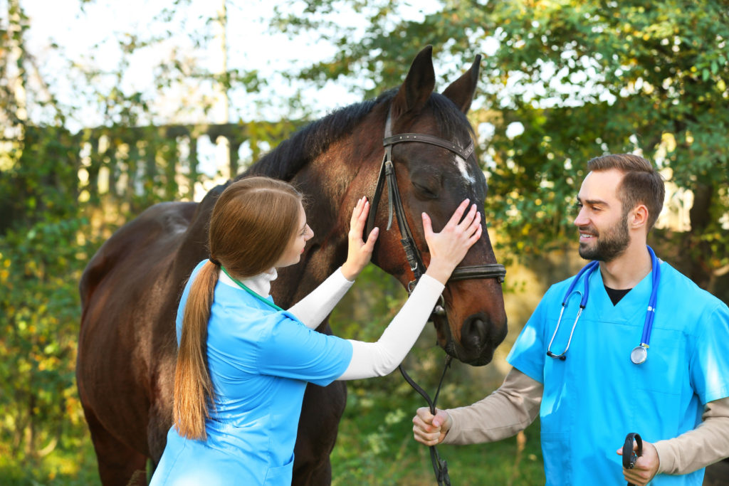 relação veterinário-cliente