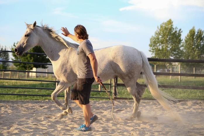 Horsemanship para Cavalos Atletas