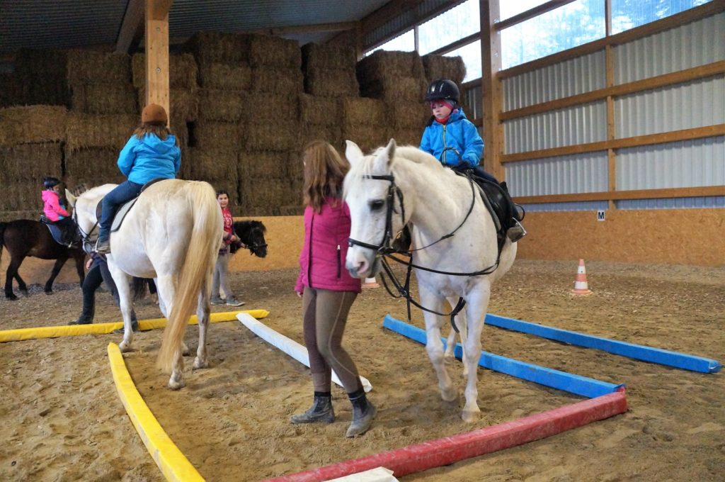 treinamento cavalo